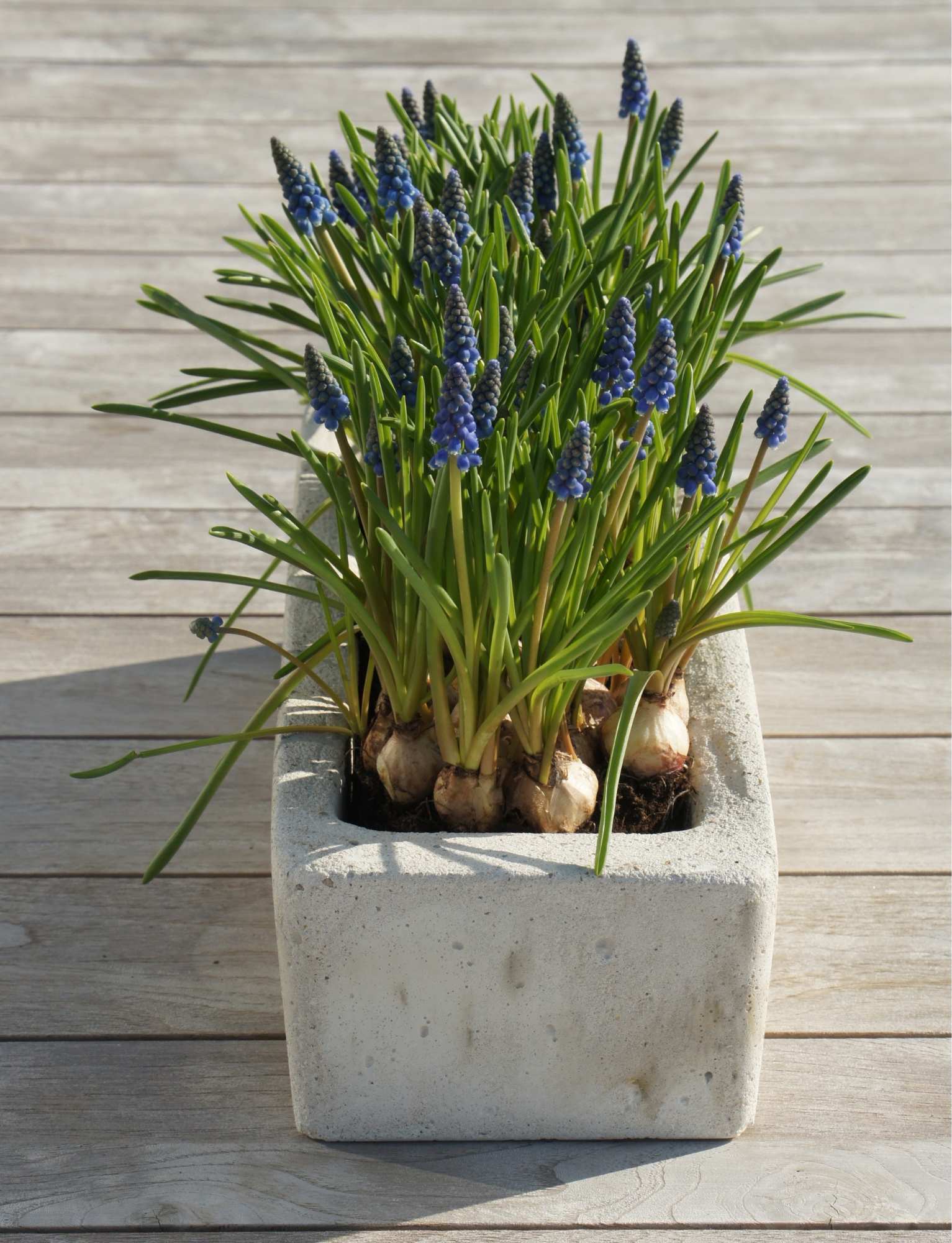 A pot of a burned out candle, which is filled with plants.